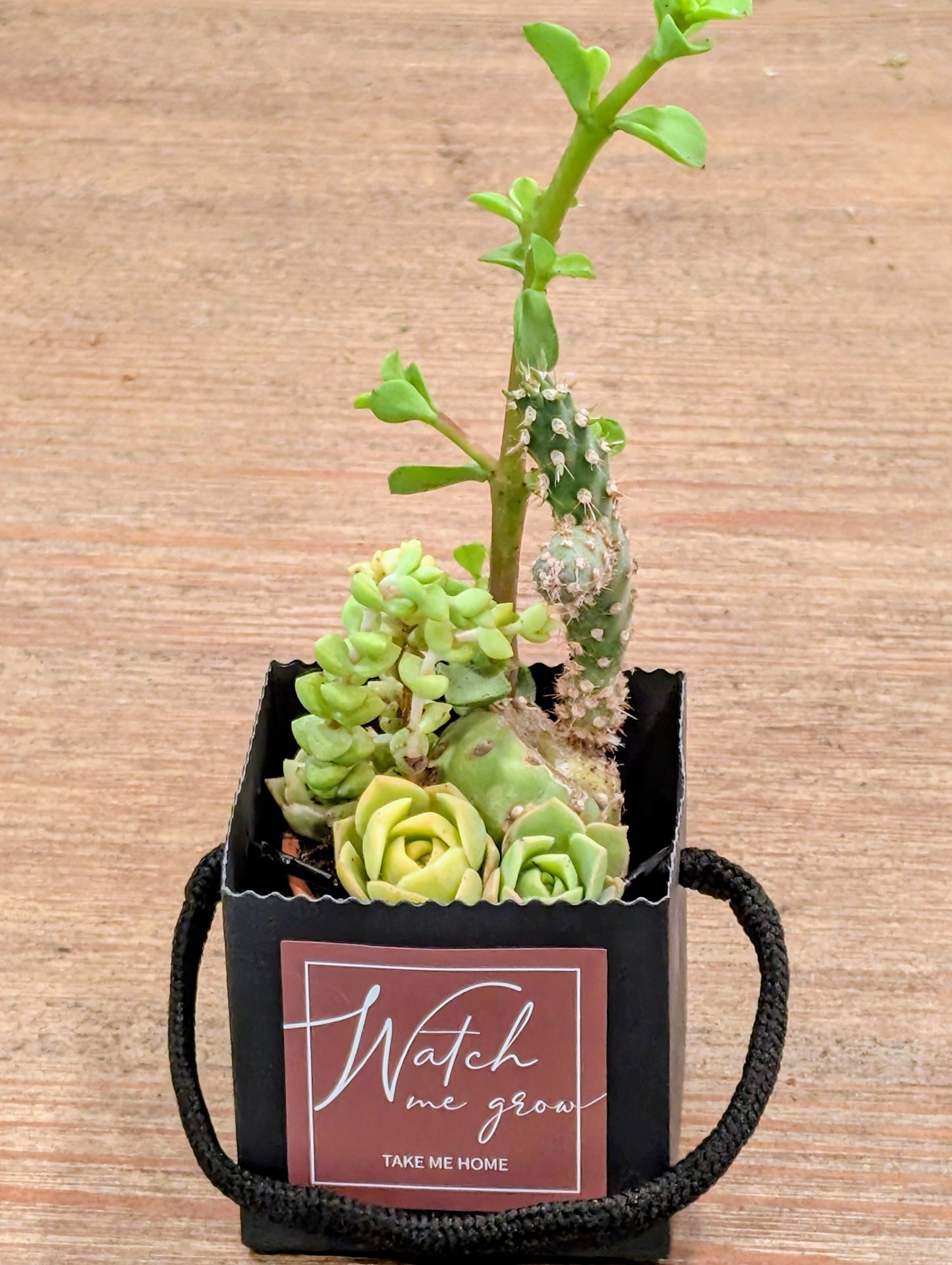 Cactus / Succulent Gift Box