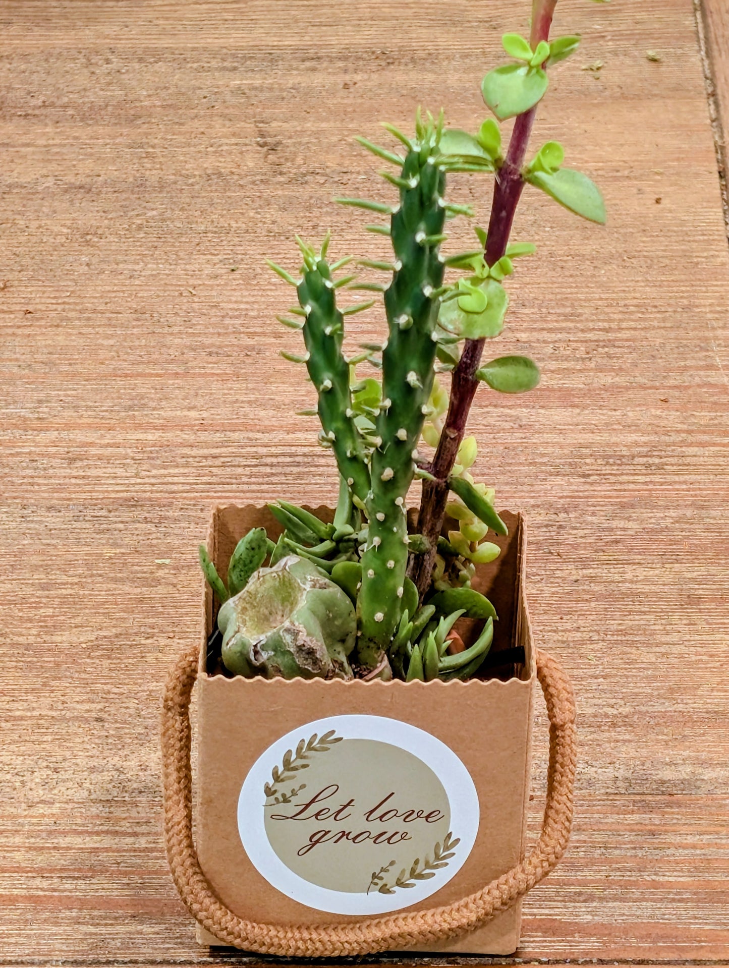 Cactus / Succulent Gift Box
