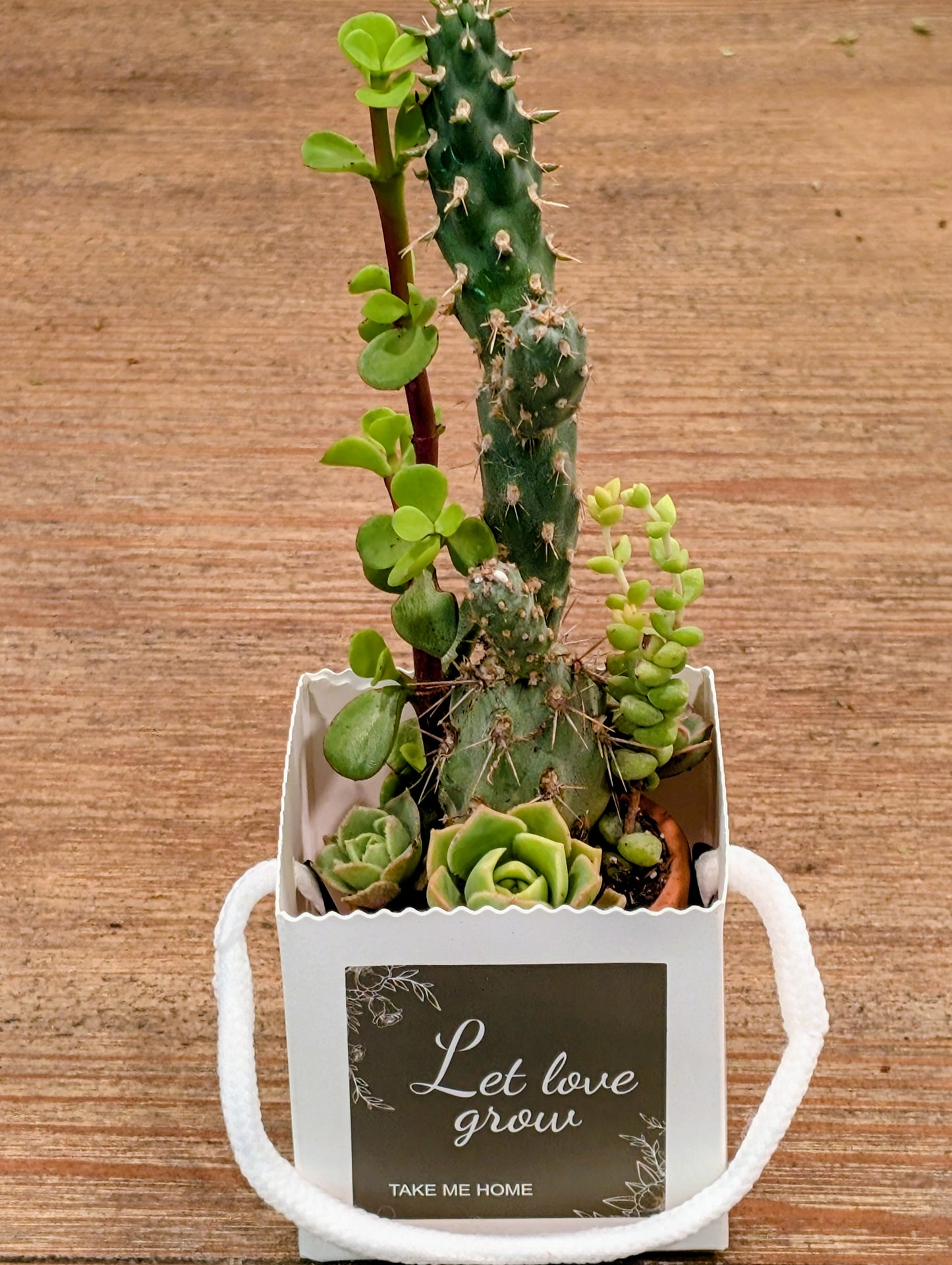 Cactus / Succulent Gift Box